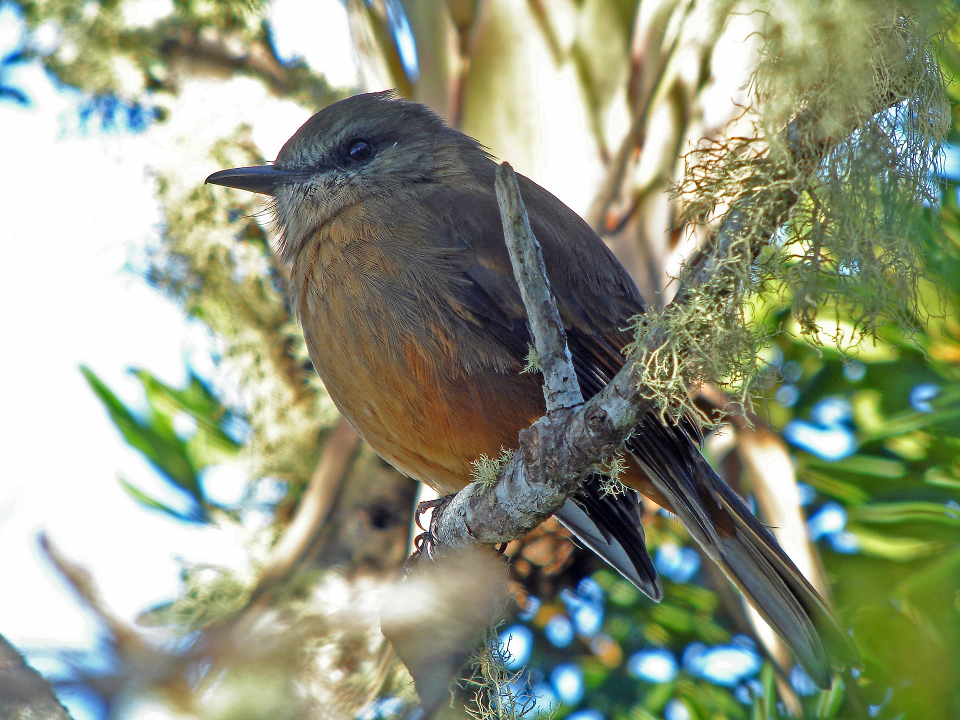 Protect Biodiversity In Colombias Sierra Nevada Rainforest Trust