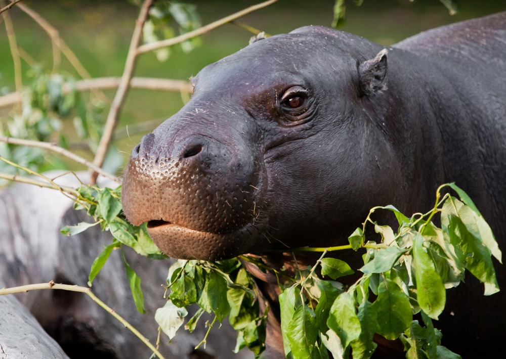 The Endangered Pygmy Hippopotamus