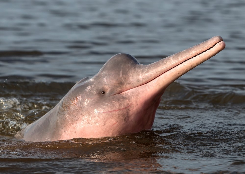 The Amazon River Dolphin, by Coulanges