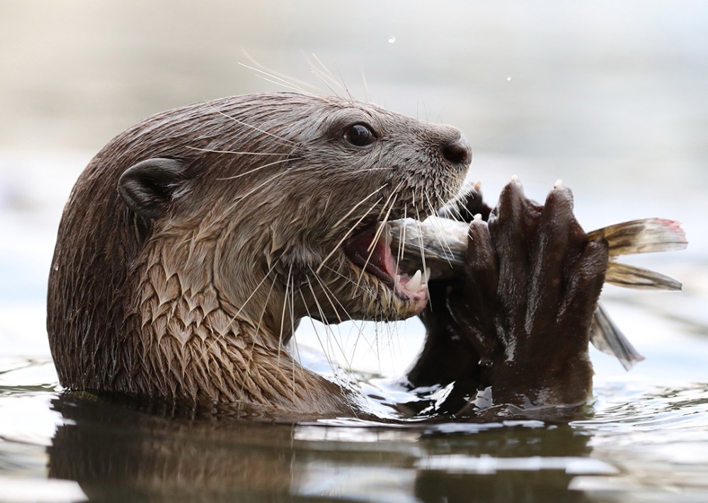 Giant Otter eating a fish