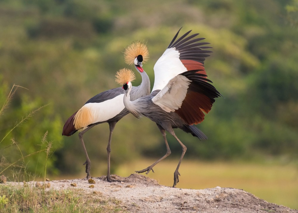 Grey Crowned Cranes courtship dance, by Petr Simon