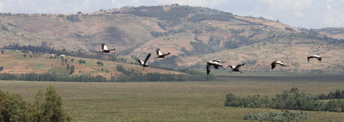 Grey Crowned Cranes fly over Rugezi Marsh, courtesy of RWCA