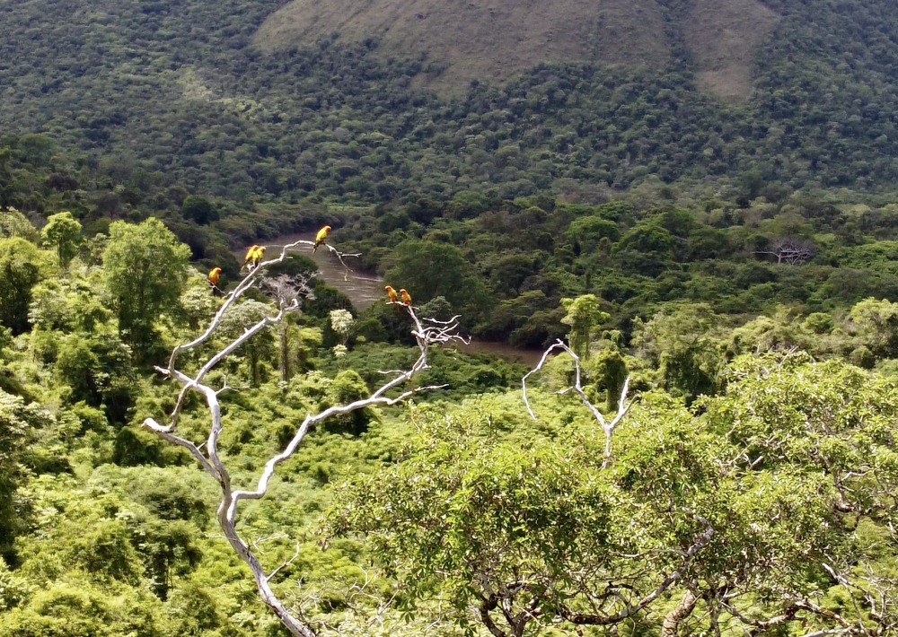 Sun Parakeet photo courtesy of Conservation International