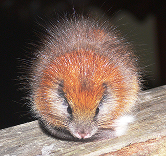 Red-crested Tree Rat, by Lizzie Noble / Fundación ProAves