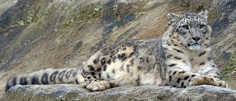 A Snow Leopard