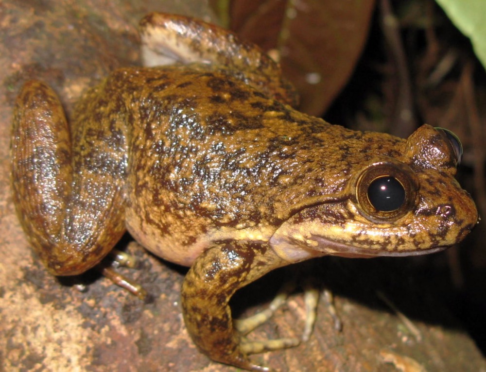 Togo Slippery Frog, courtesy of HERP Conservation-Ghana