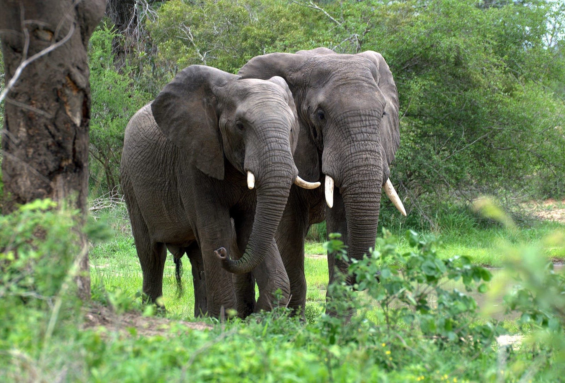 Protect Forest Elephants And Lowland Gorillas Of Africa s Biodiversity 