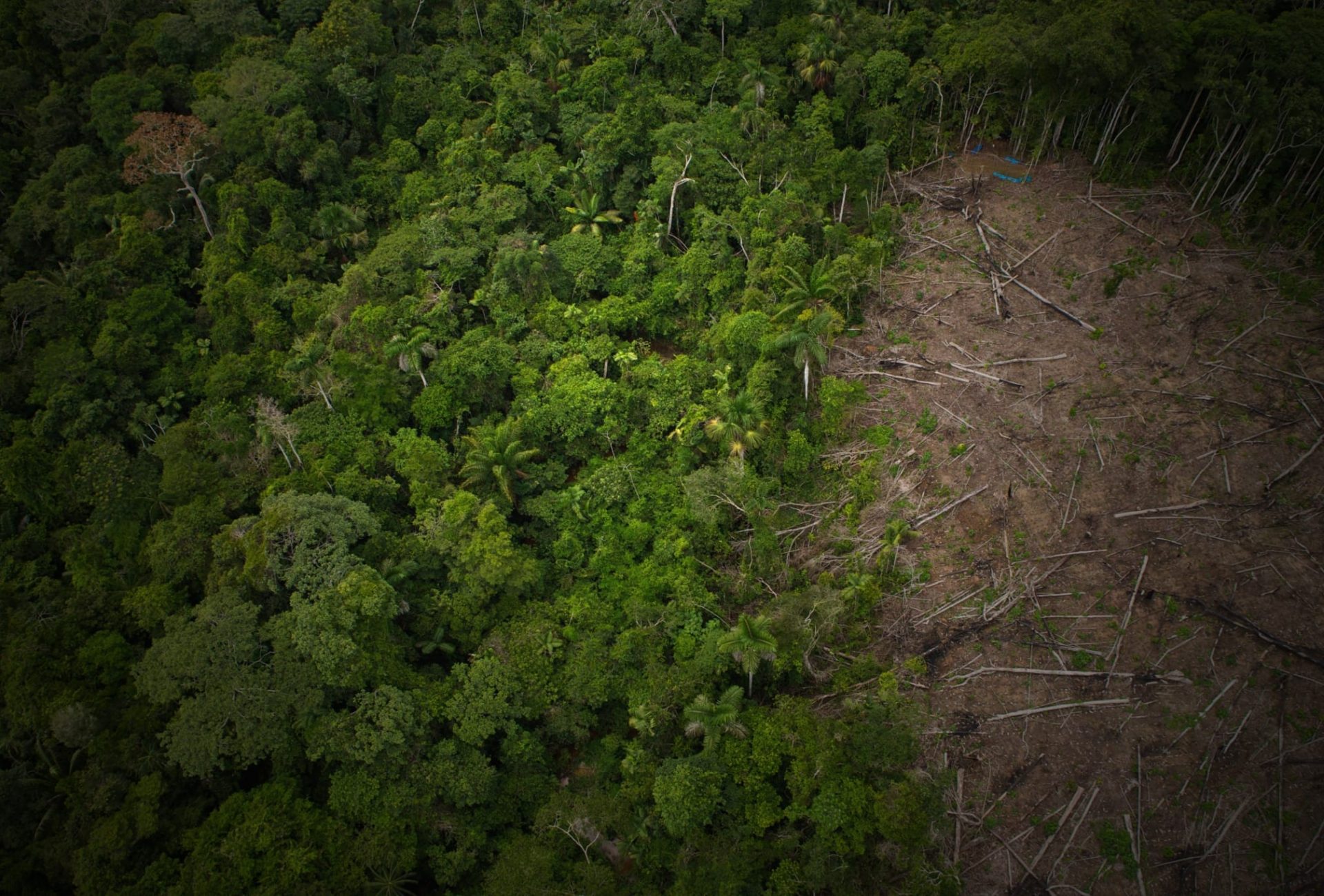 Three nations sign pact to protect rainforests