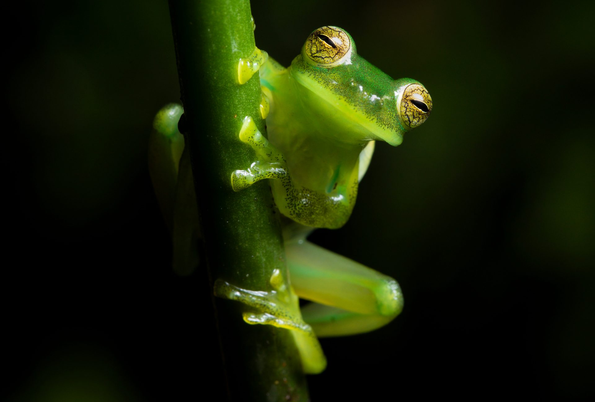 Save habitat for Frogs – Rainforest Trust