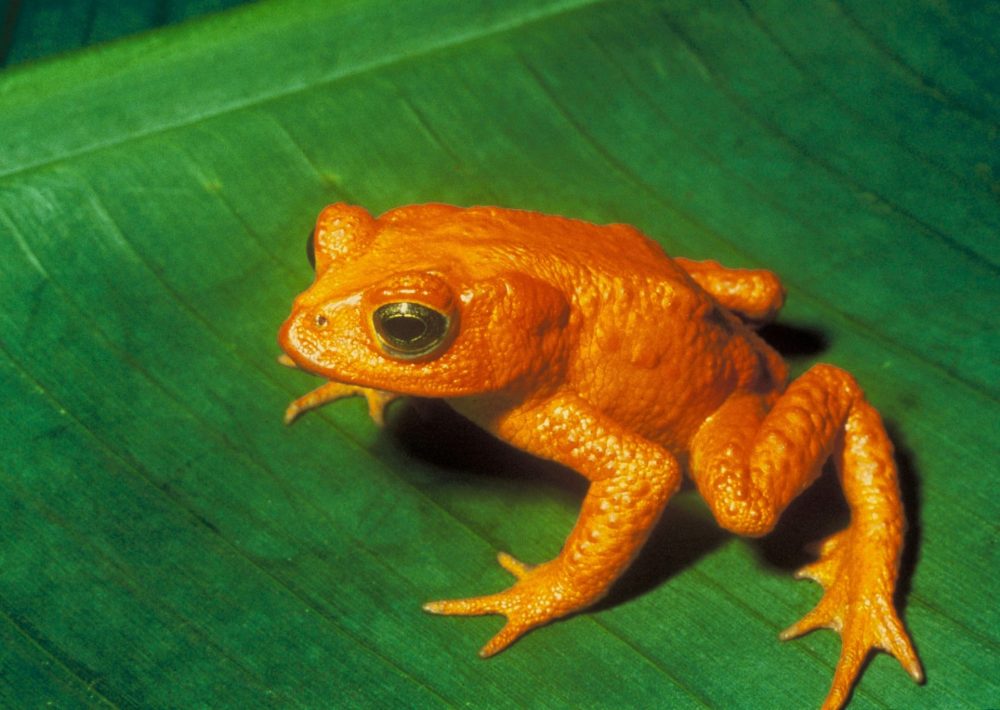 The extinct Golden Toad, by Charles H. Smith/Wikimedia Commons