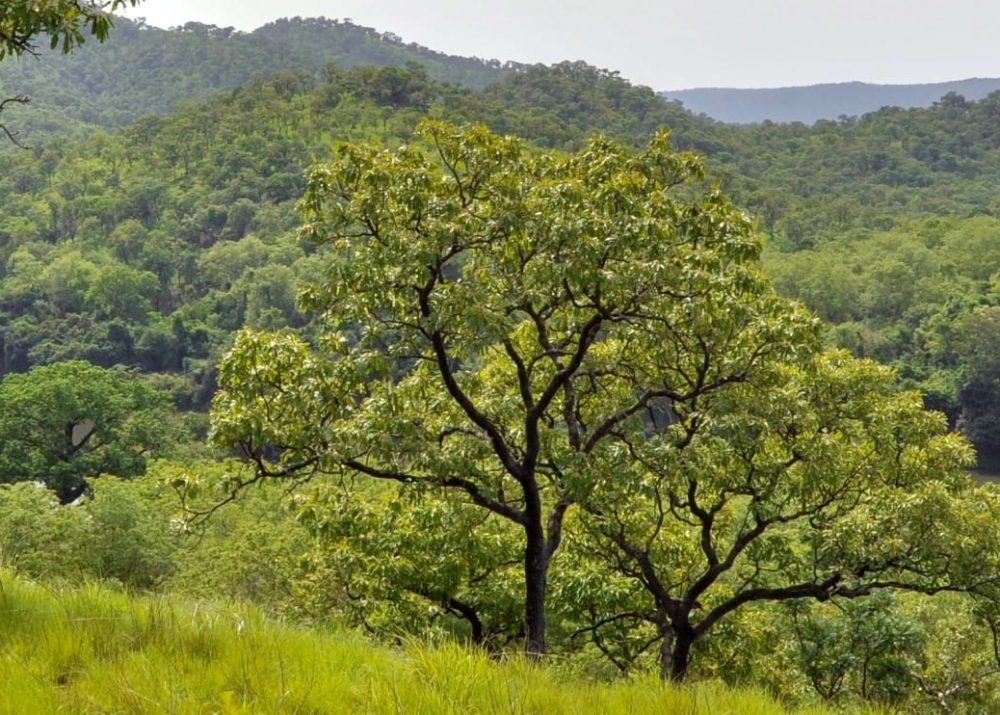 Ghana Rainforest