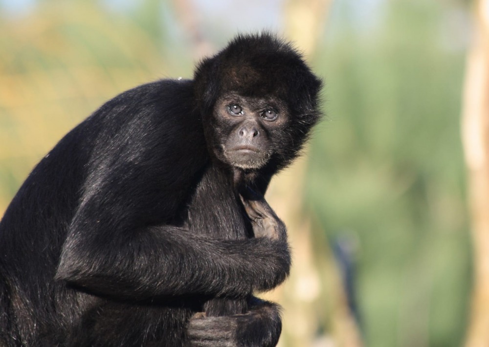 Latin America Colombian Spider Monkey