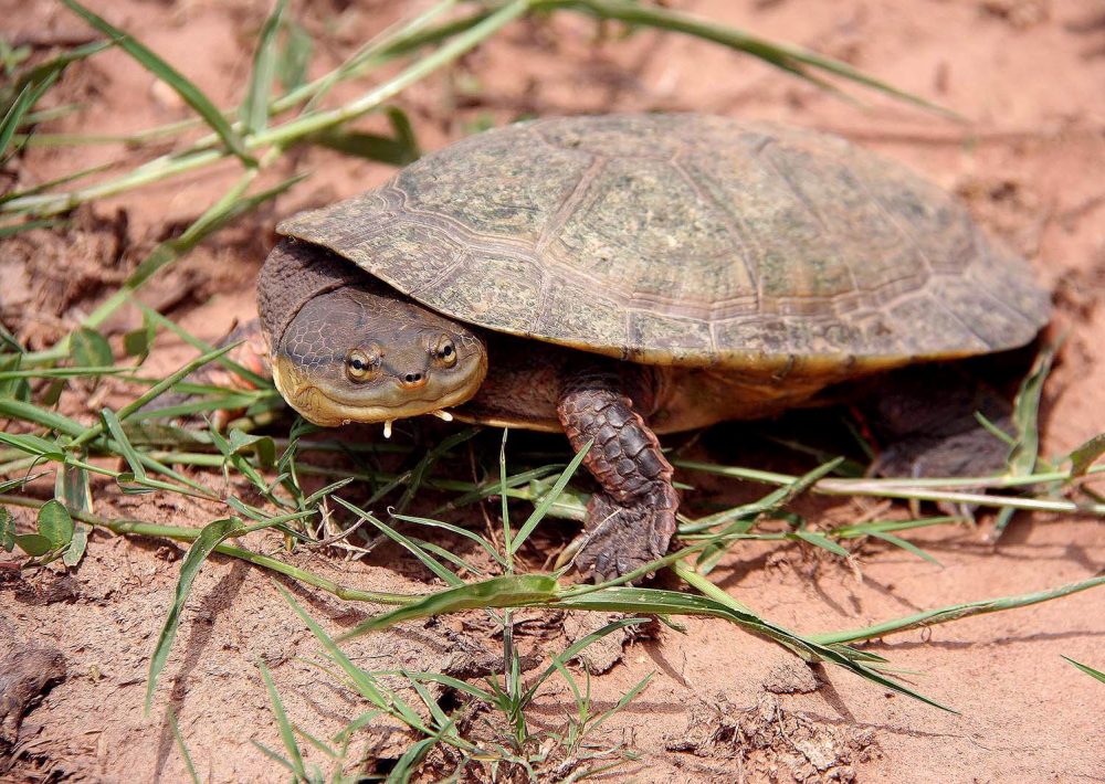 Dahls Toad headed Turtle