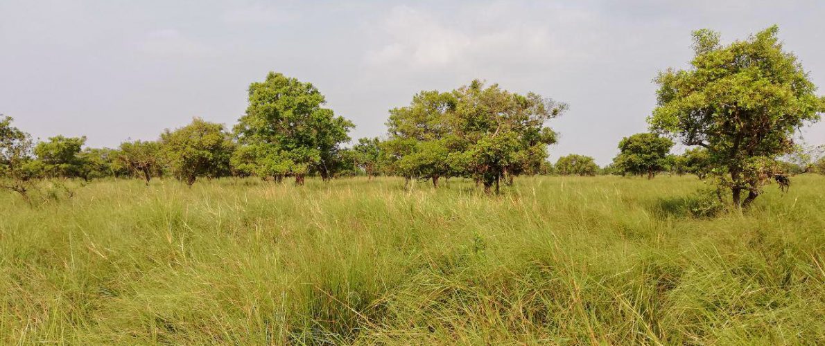 Grassland habitat for Bengal Florican and other key species