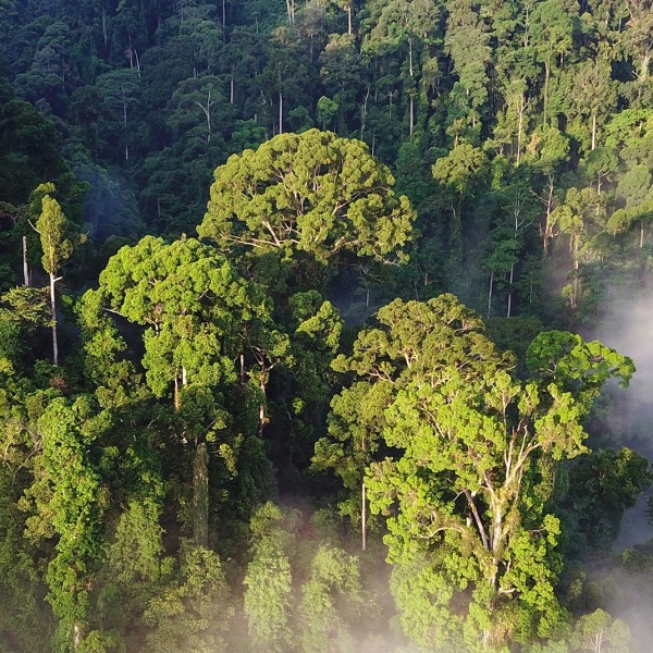 Rainforest Climate Action Fund Landing – Rainforest Trust
