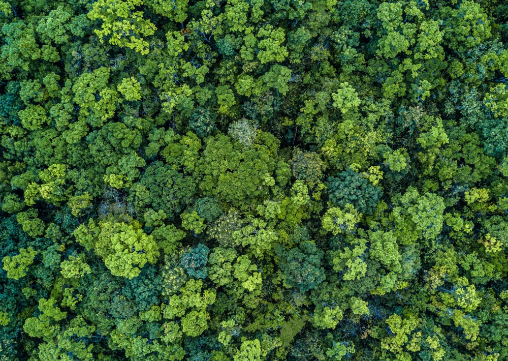 Reduce Reuse, a green forest from above