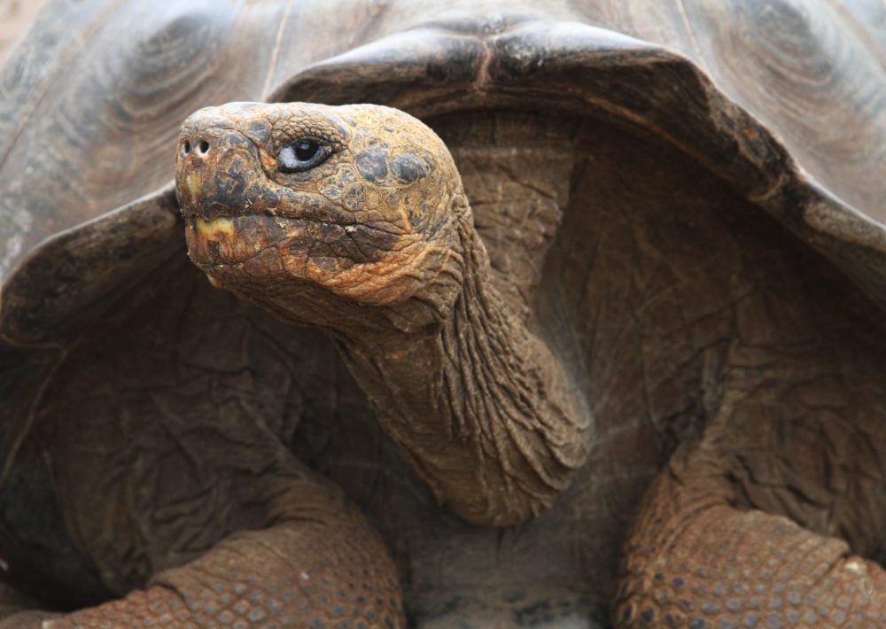 San Cristobal Giant Tortoise