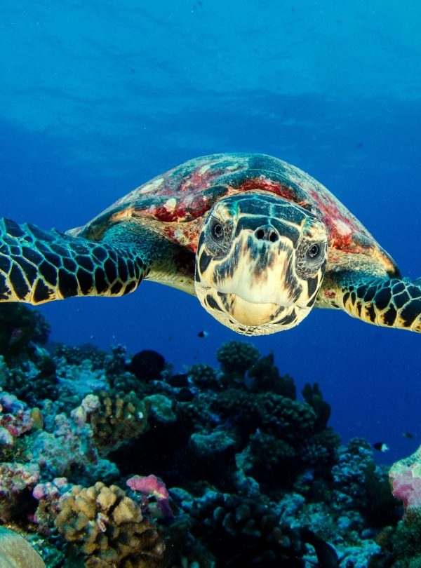 Save marine habitat for Sea Turtles – Rainforest Trust