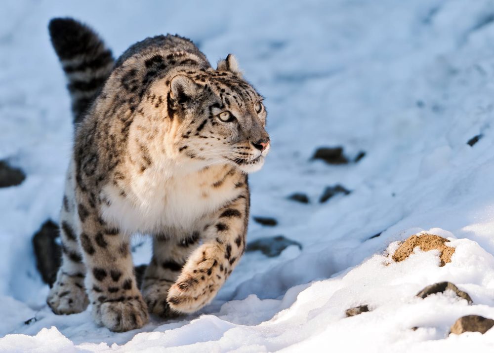 Snow Leopard running in the snow