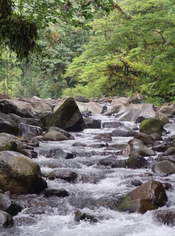 Help Save Critical Parts of the Brazilian Atlantic Forest
