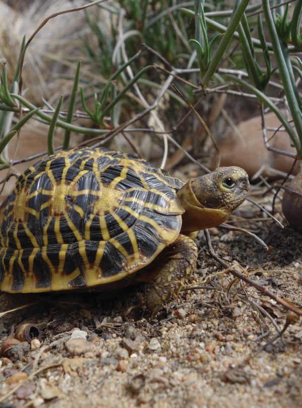 Young Geometric Tortoise Scaled