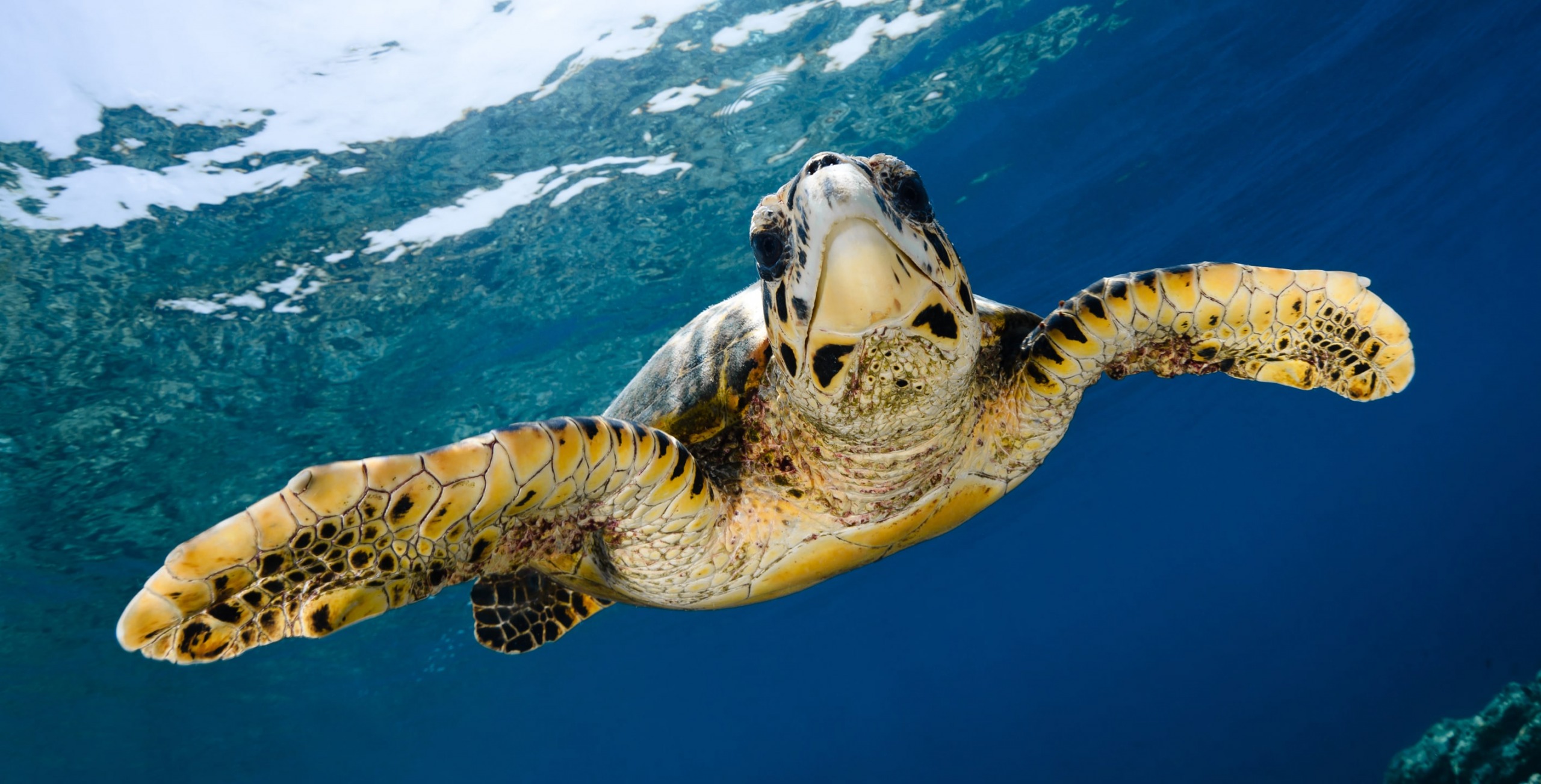 create-a-sanctuary-for-sea-turtles-in-colombia-rainforest-trust