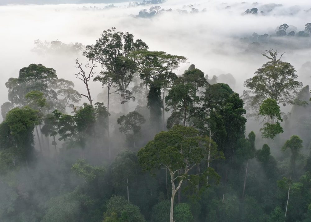 Rainforest Trust Saves Rainforests – Donate Now – Rainforest Trust