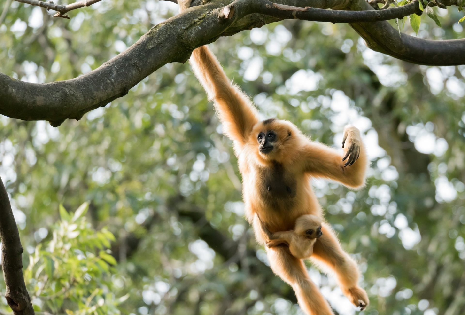 Buff-cheeked gibbon hanging from a tree