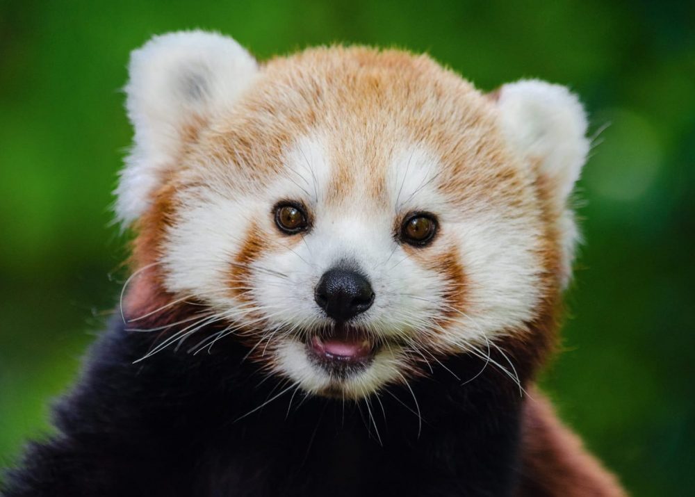 A Red Panda's face