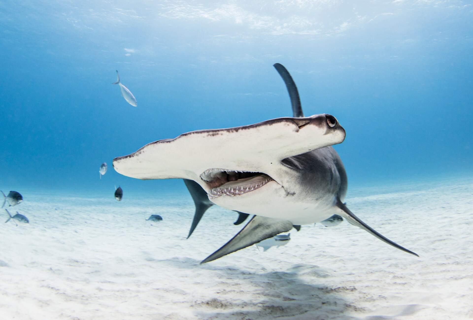 Increase South Africa’s marine protection for threatened Sharks and ...