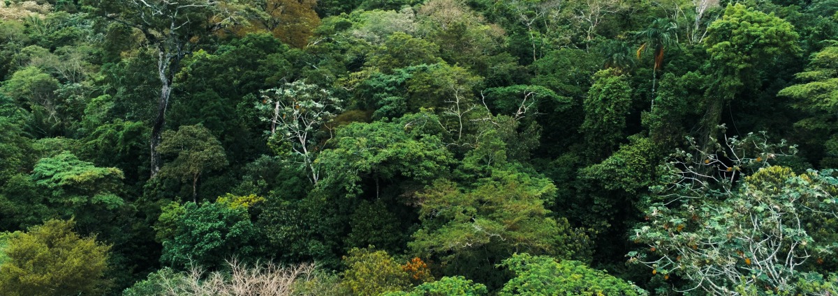 Critical Protection for Mesoamerican Wildlife – Rainforest Trust