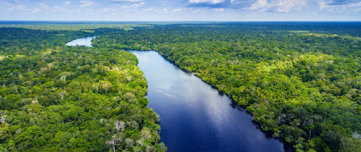 Strategic Land Purchase for the Cotton-top Tamarin – Rainforest Trust