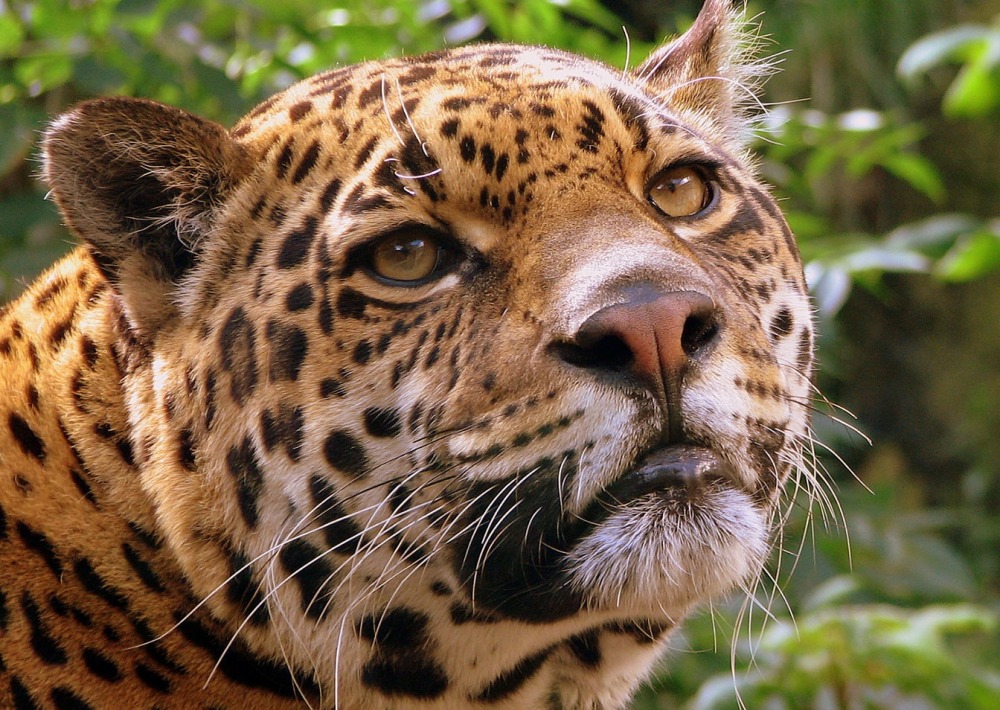 Critical Protection for Mesoamerican Wildlife – Rainforest Trust