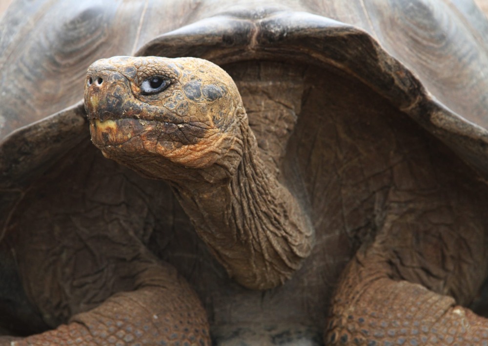 San Cristobal Giant Tortoise