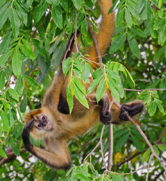 Refuge for the Brown-headed Spider Monkey – Rainforest Trust