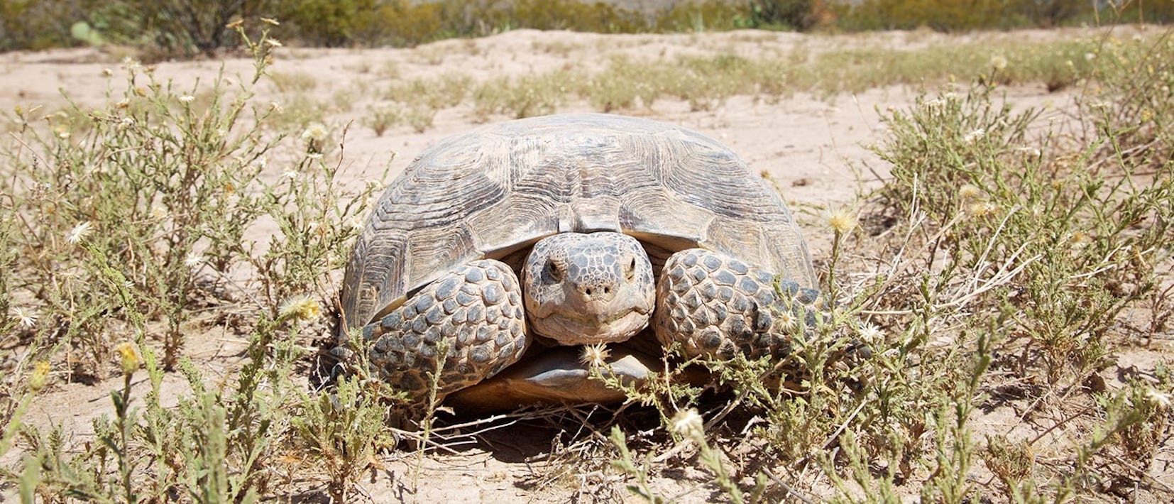 Land Purchase for the Vulnerable Bolson Tortoise in Mexico – Rainforest ...