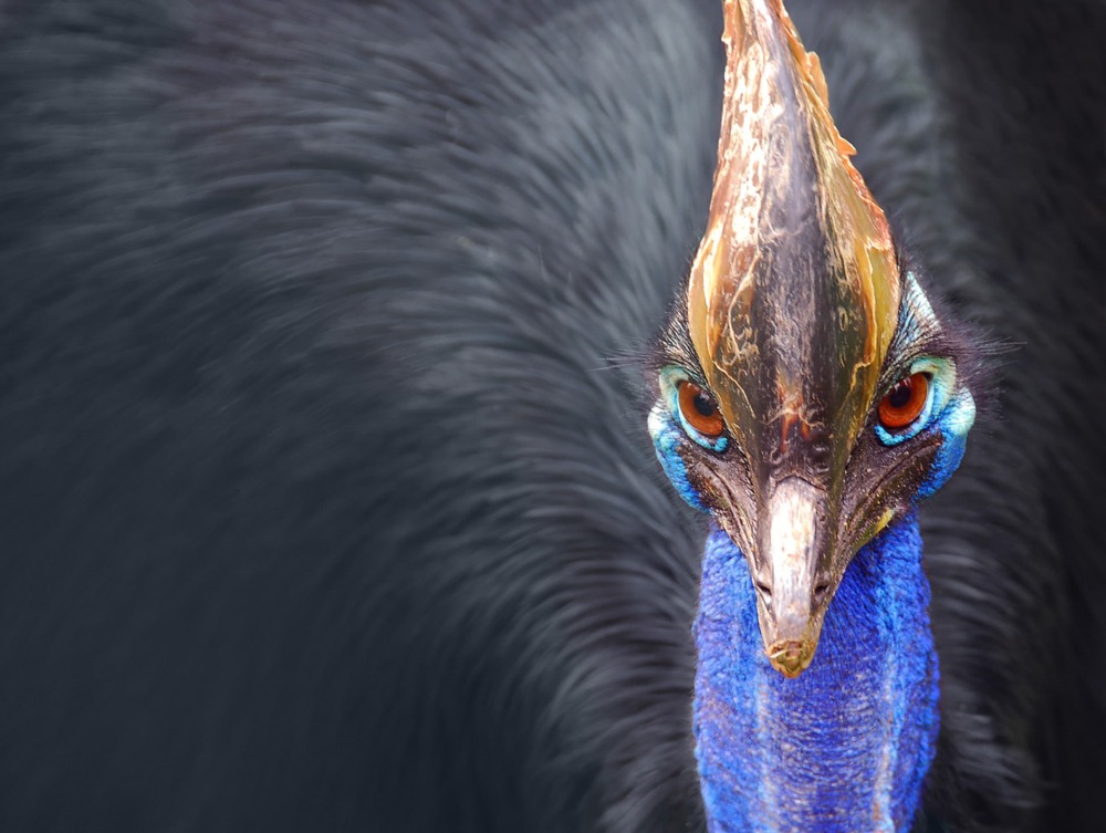 Cassowary by Paul IJsendoorn/Flickr