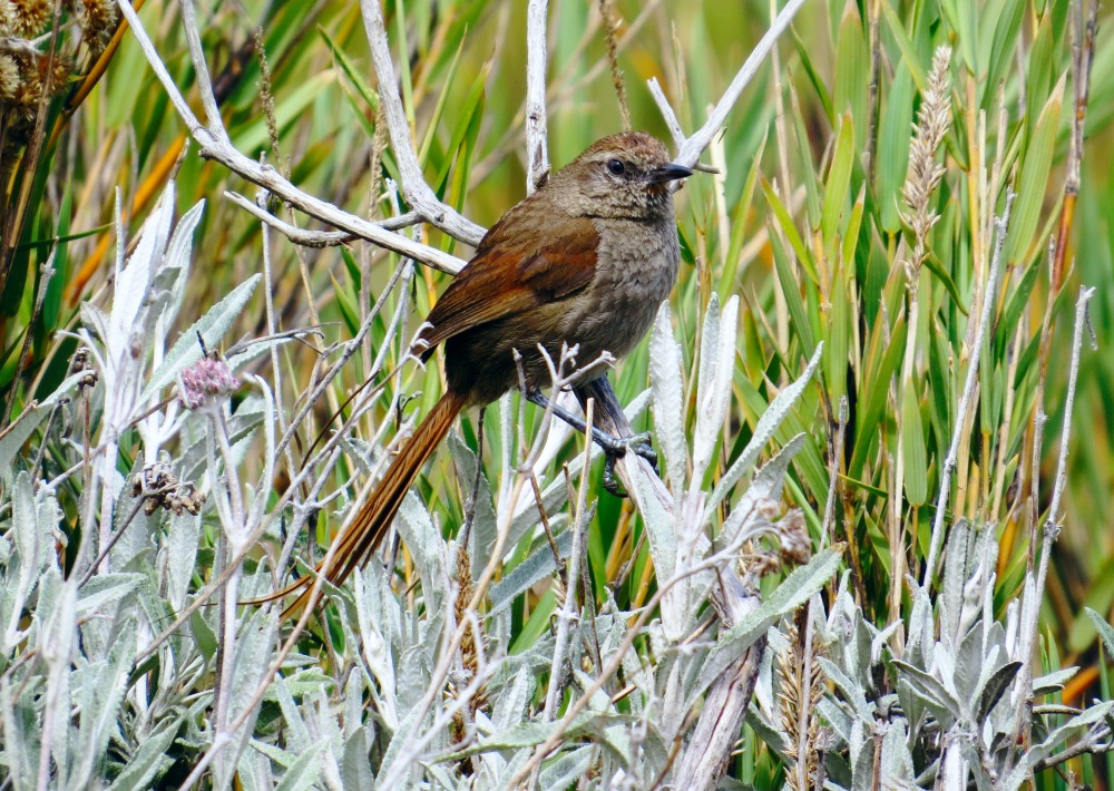 Perijá Thistletail