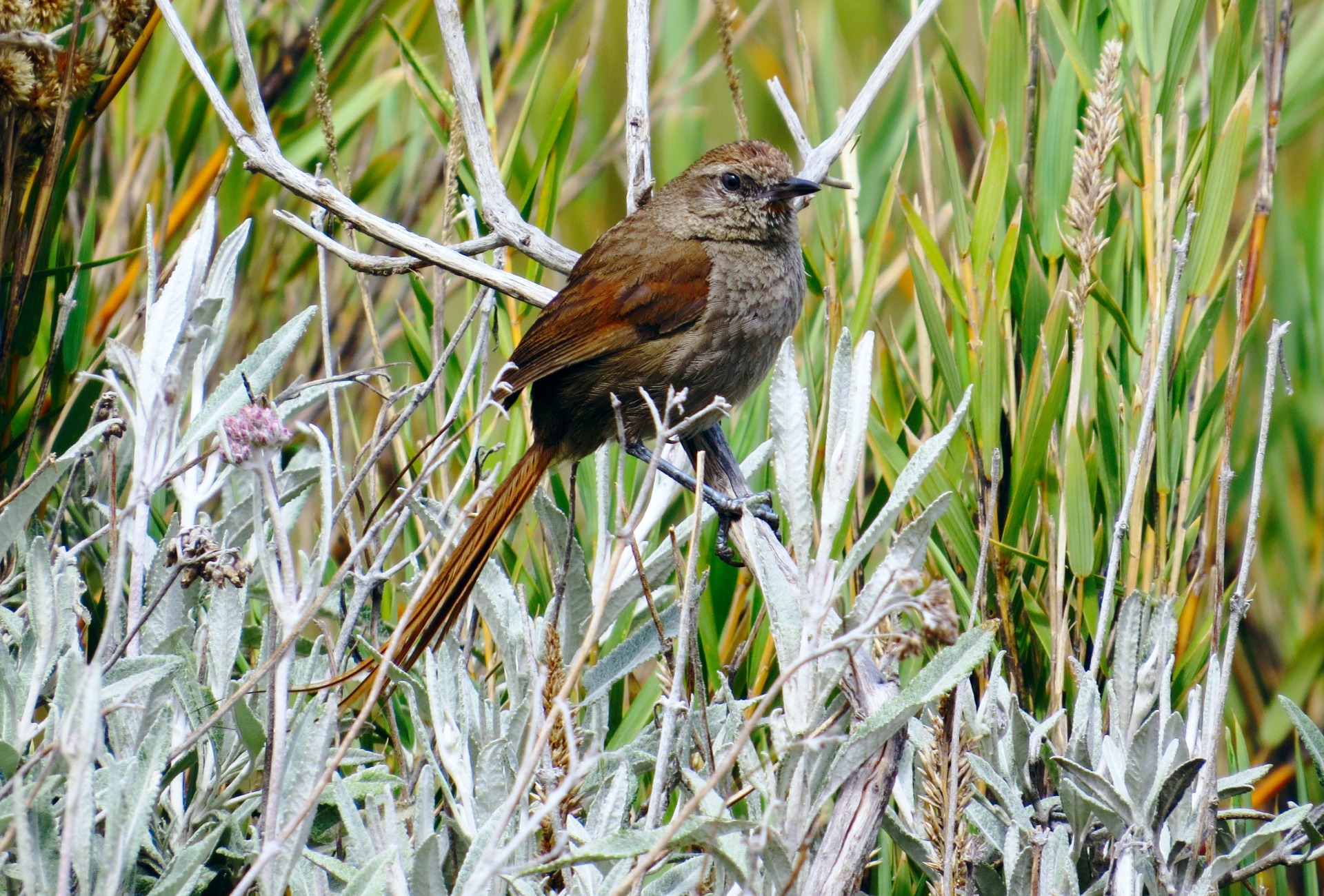 Perijá Thistletail