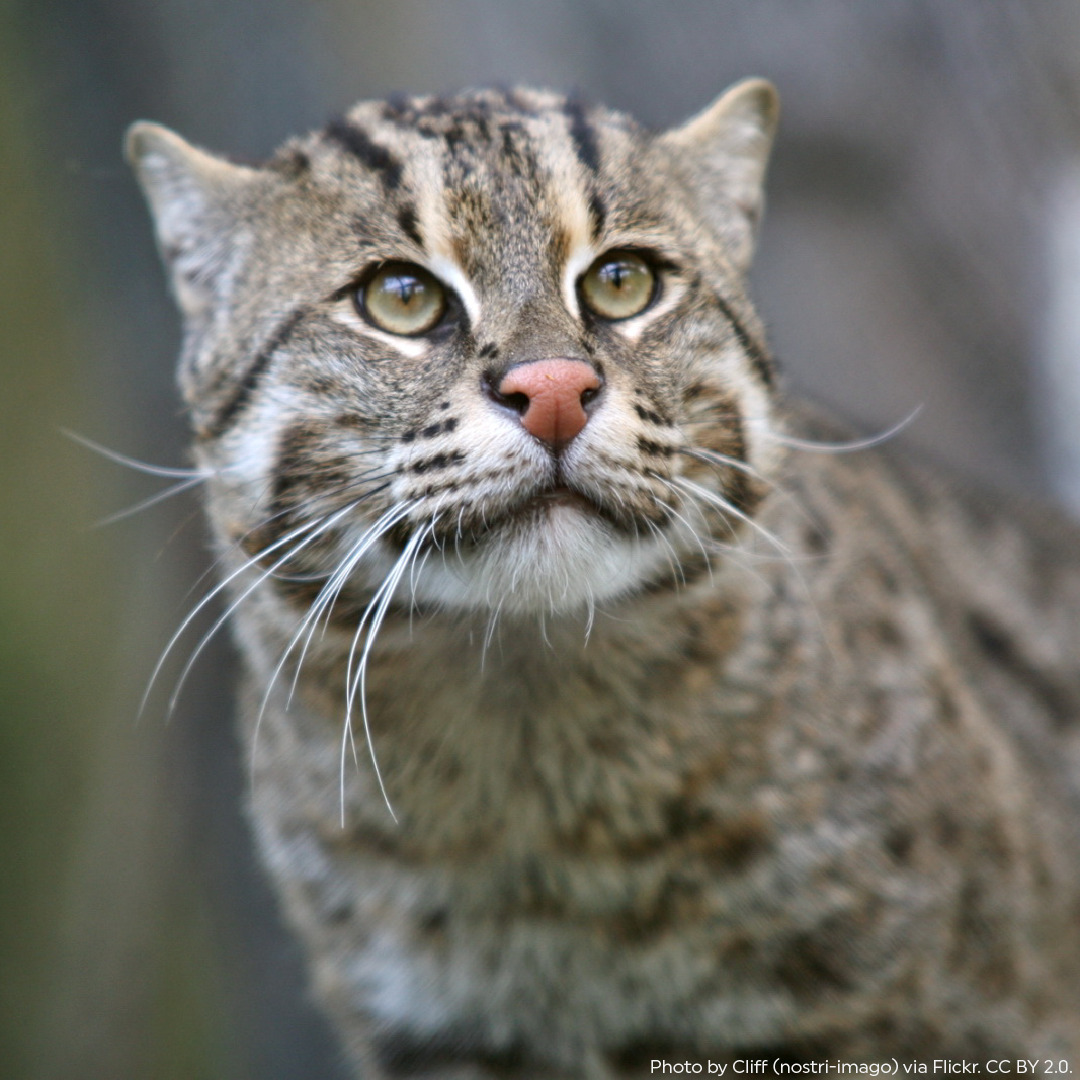 Conserving Southeast Asia's Serengeti – Rainforest Trust