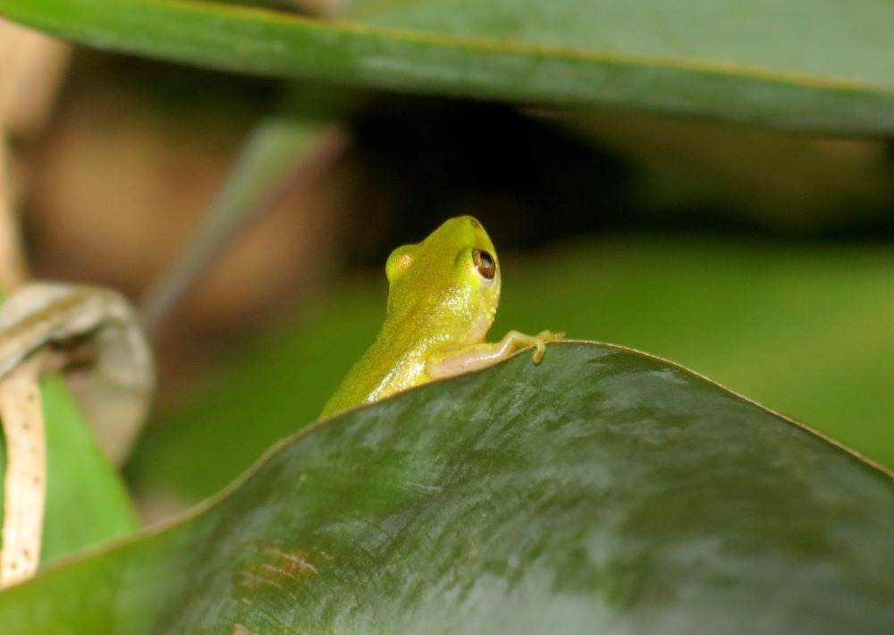 Creating a Safe Haven for the Endangered Pickersgill’s Reed Frog ...