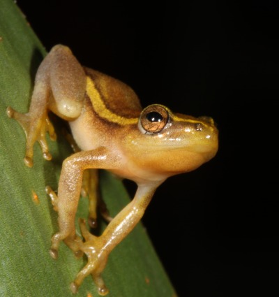 Pickersgill's Reed Frog, by D. Kruger