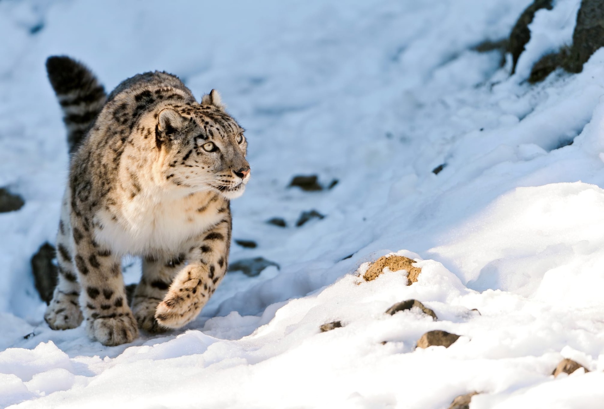 Creating a Vast Conservation Corridor for the Snow Leopard – Rainforest  Trust