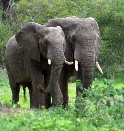 Forest Elephants walking in the grasses