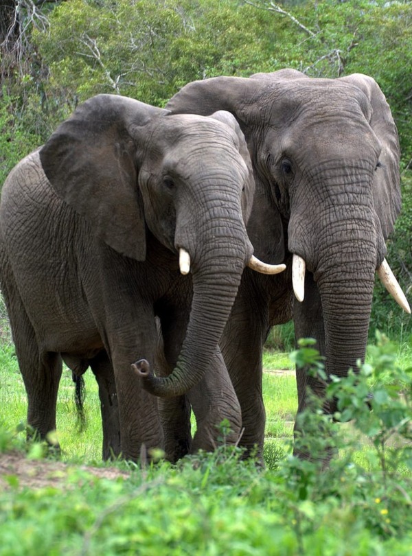 Forest Elephants walking in the grasses