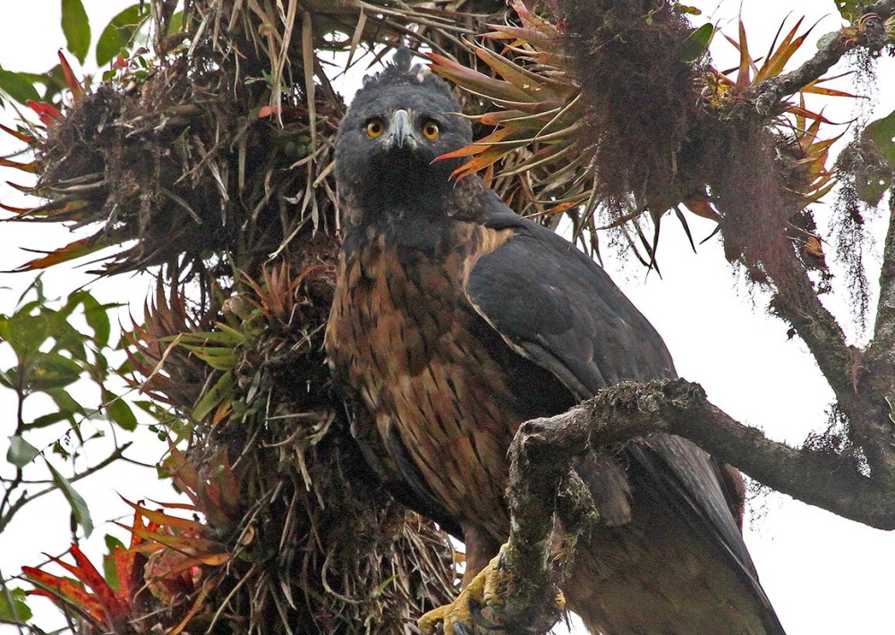 Black and chestnut Eagle