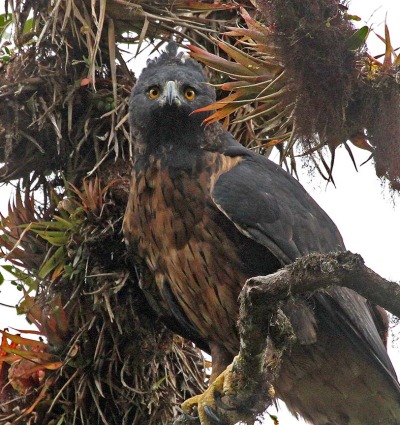 Black and chestnut Eagle