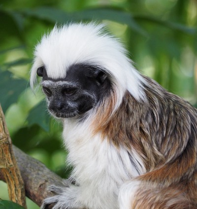 The Cotton-top Tamarin, by pxfuel/Creative Commons