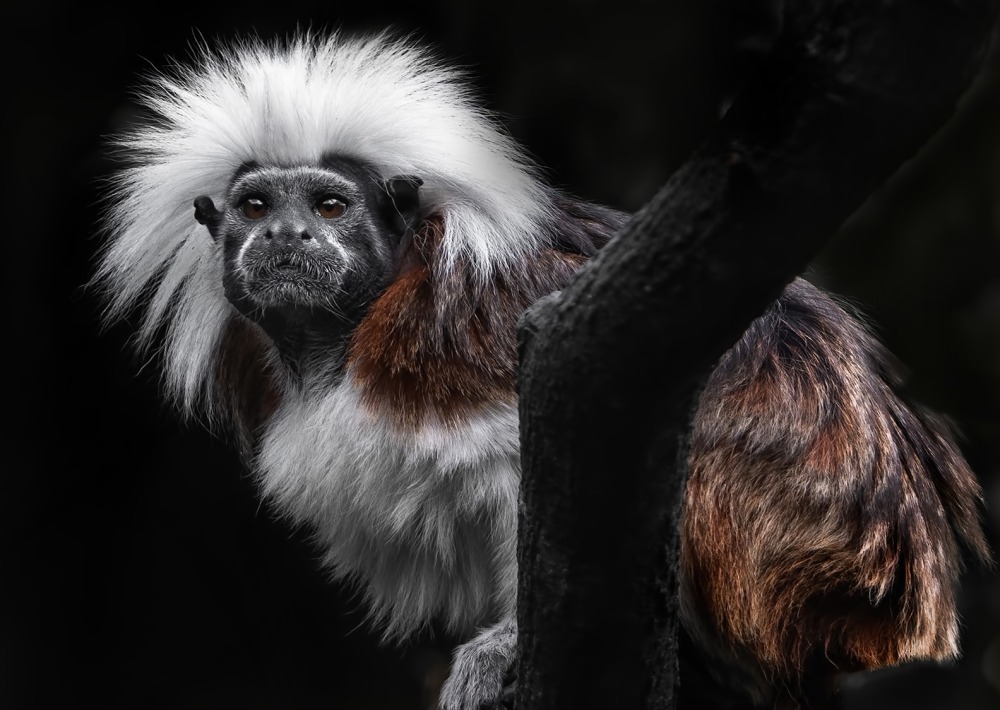 The Cotton-top Tamarin, by Carolyn Smith