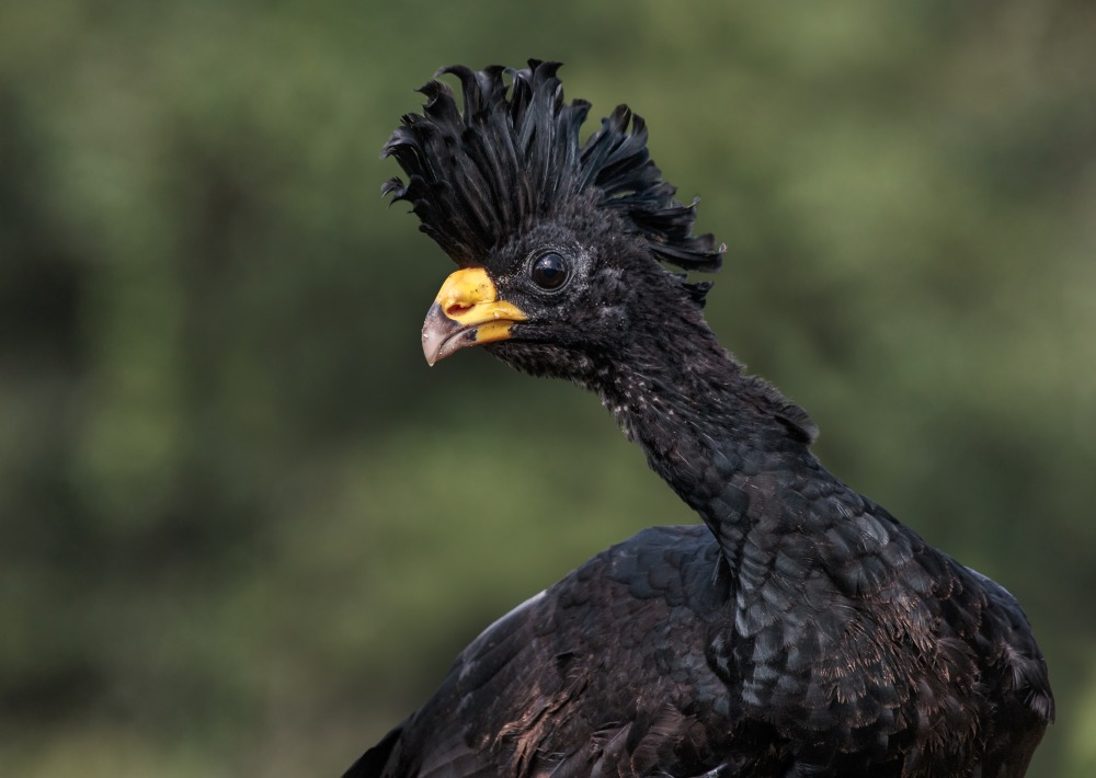 The Great Curassow, by Andy Morffew